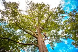 Best Tree Preservation Services  in Pasadena, TX