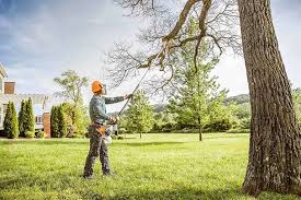 Best Tree Cabling and Bracing  in Pasadena, TX