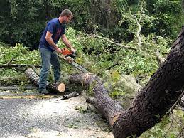 Best Emergency Tree Removal  in Pasadena, TX