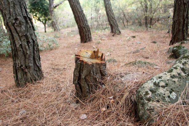 How Our Tree Care Process Works  in  Pasadena, TX