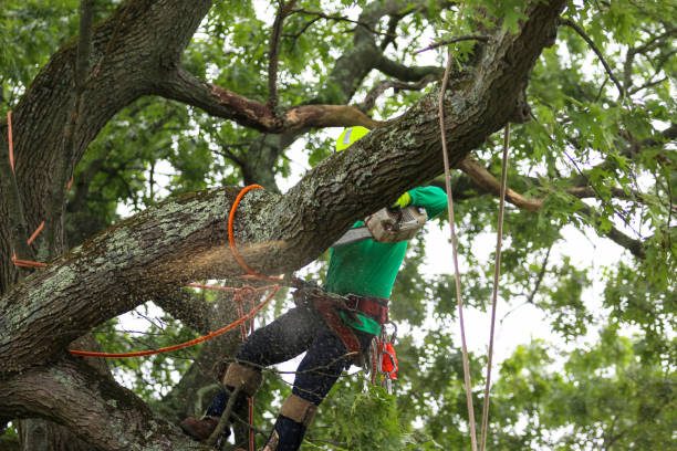 Best Stump Grinding and Removal  in Pasadena, TX