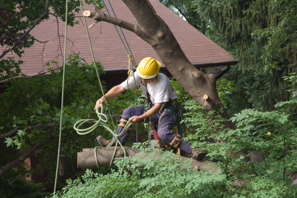 Trusted Pasadena, TX Tree Care Experts