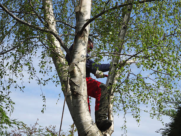  Pasadena, TX Tree Care Pros