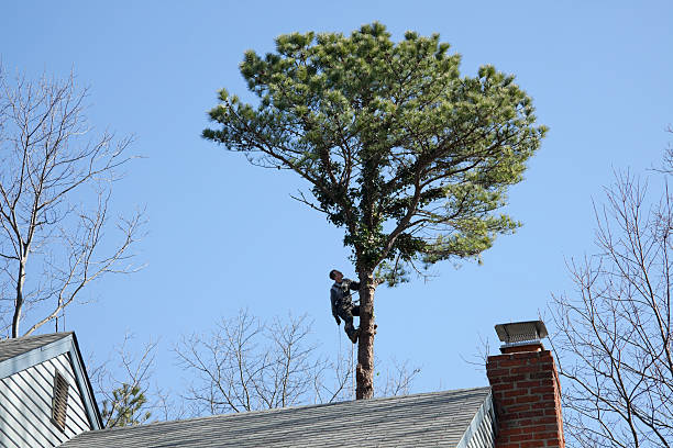 Best Tree and Shrub Care  in Pasadena, TX
