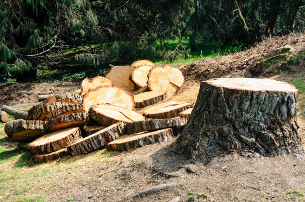 Best Tree Disease Treatment  in Pasadena, TX